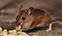24 Hour & Emergency Exterminators in Bethel Hts, AR